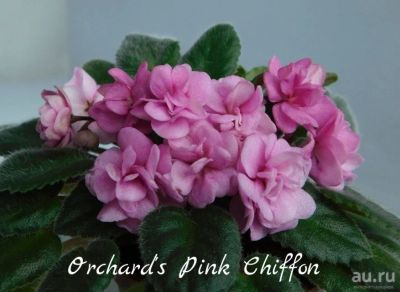 Лот: 6047483. Фото: 1. Мини фиалка сортовая Orchard's... Горшечные растения и комнатные цветы