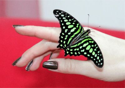 Лот: 6888525. Фото: 1. Уникальный подарок на 8е марта... Другое (растения и животные)