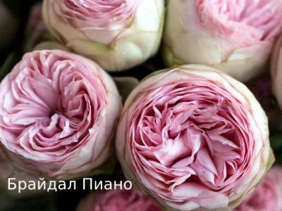 Лот: 20017328. Фото: 1. Саженцы розы Брайдал Пиано. Декоративные кустарники и деревья