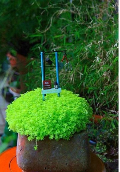 Лот: 6035789. Фото: 1. sedum japonicum. Горшечные растения и комнатные цветы