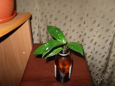 Лот: 676408. Фото: 1. Хойя - отросток. Горшечные растения и комнатные цветы