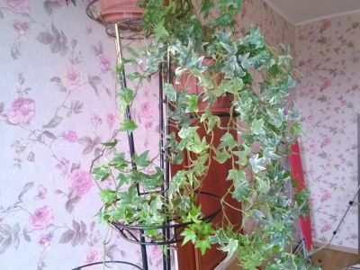 Лот: 11352899. Фото: 1. плющ. Горшечные растения и комнатные цветы