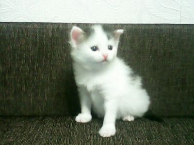 Лот: 4636666. Фото: 1. Подарю котенка. Кошки, котята