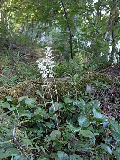 Лот: 5176478. Фото: 1. Грушанка (лист) 20гр. Другое (красота и здоровье)