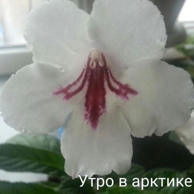Лот: 8612964. Фото: 1. Стрептокарпус Утро в арктике. Горшечные растения и комнатные цветы
