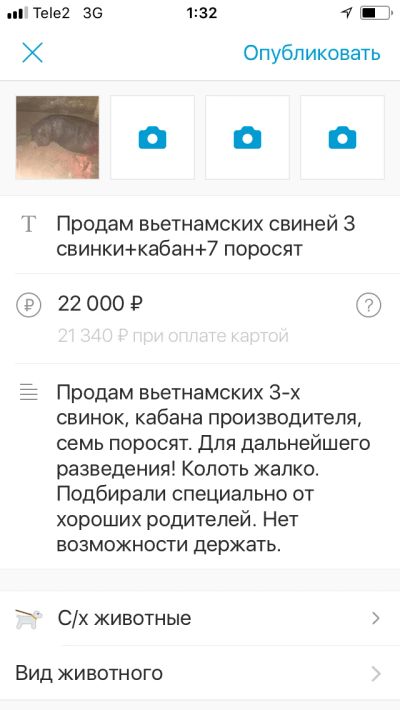 Лот: 12007424. Фото: 1. Продам 3 свиноматки+кабан+поросята... Другое (животные и уход)