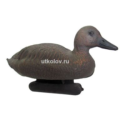 Лот: 6346252. Фото: 1. Чучело утки "Шилохвость утка... Манки, приманки