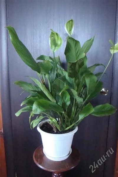 Лот: 1770274. Фото: 1. спатифиллум крупно-листный. Горшечные растения и комнатные цветы