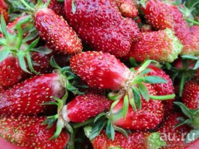 Лот: 17863417. Фото: 1. Клубника, сорт Купчиха. Кустик... Ягоды