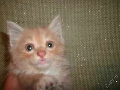 Лот: 2140085. Фото: 1. Котята курильского бобтейла 1... Кошки, котята