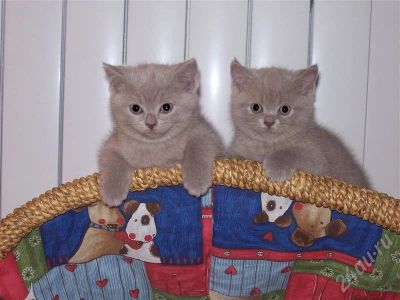 Лот: 237085. Фото: 1. Котёнок-британец от титулованных... Кошки, котята