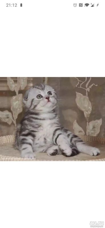 Лот: 10803413. Фото: 1. Шотландский котенок Лучший Новогодний... Кошки, котята