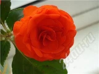 Лот: 364023. Фото: 1. Бальзамин оранжевый махровый. Горшечные растения и комнатные цветы