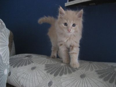 Лот: 4195751. Фото: 1. Отдам котят!. Кошки, котята
