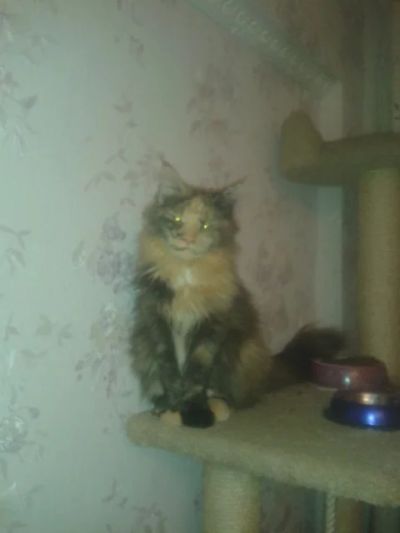 Лот: 4878934. Фото: 1. Мейн-кун девочка черепаховая... Кошки, котята