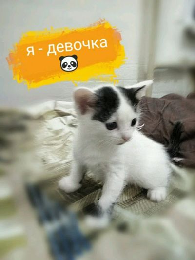 Лот: 12603069. Фото: 1. Котята (две кошечки). Кошки, котята