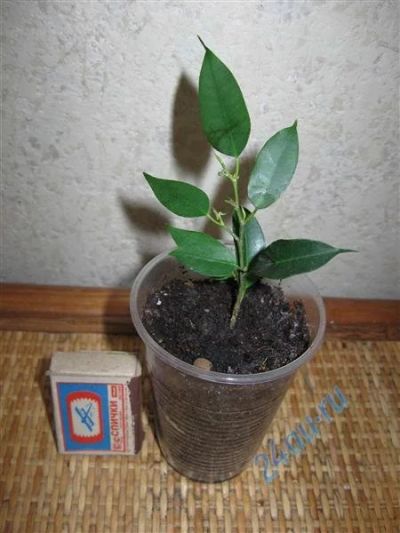 Лот: 714873. Фото: 1. Фикус бенджамина Наташа Ficus... Горшечные растения и комнатные цветы