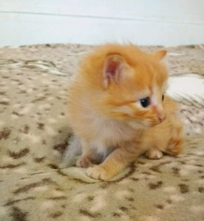 Лот: 12035693. Фото: 1. Отдам котенка в заботливую семью. Кошки, котята