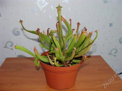 Лот: 380390. Фото: 1. Саррацения. Горшечные растения и комнатные цветы