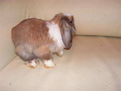 Лот: 287824. Фото: 1. Кролик вислоухий. Остальные животные