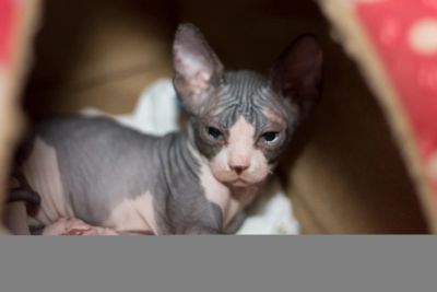 Лот: 3265545. Фото: 1. Продам канадских сфинксов. Кошки, котята