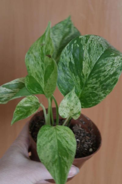 Лот: 3749312. Фото: 1. Сциндапсус Marble Queen. Горшечные растения и комнатные цветы