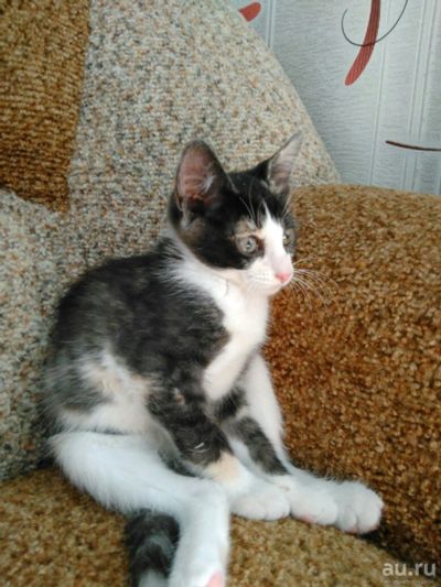 Лот: 8178612. Фото: 1. Кошка потомственный маг в добрый... Кошки, котята