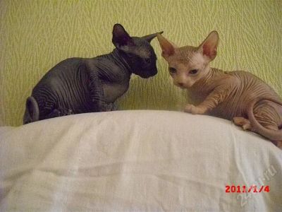 Лот: 671072. Фото: 1. котята канадского сфинкса. Остальные животные