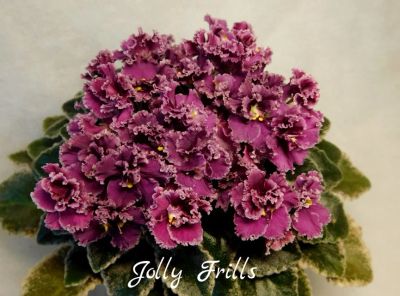 Лот: 5210272. Фото: 1. Минифиалка сортовая Jolly Frills... Горшечные растения и комнатные цветы