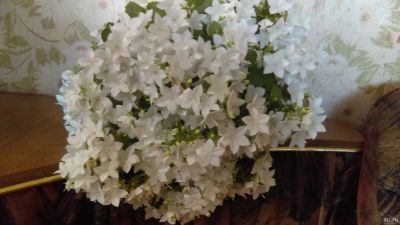 Лот: 13660989. Фото: 1. Кампанула равнолистная Campanula... Горшечные растения и комнатные цветы