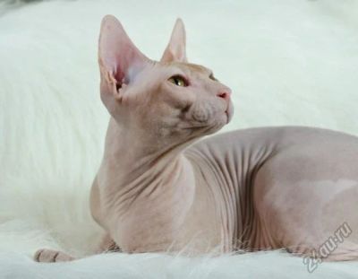 Лот: 5796545. Фото: 1. Сфинкс - Кошечка без шерсти. Кошки, котята