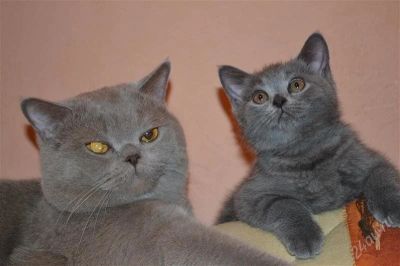 Лот: 2003345. Фото: 1. Продам британку. Кошки, котята