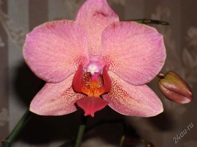 Лот: 813848. Фото: 1. Орхидея фаленопсис с бутонами. Горшечные растения и комнатные цветы