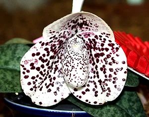Лот: 3161666. Фото: 1. Paphiopedilum bellatulum. Горшечные растения и комнатные цветы