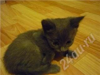 Лот: 190656. Фото: 1. Котенок мальчик( Мама "Русская... Остальные животные