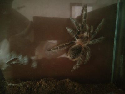 Лот: 7123074. Фото: 1. Паук птицеед Lasiodora parahybana... Остальные животные