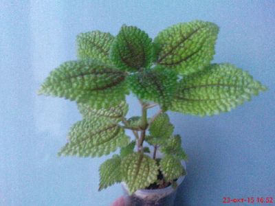 Лот: 5712952. Фото: 1. Пилея обернутая (Pilea involucrata... Горшечные растения и комнатные цветы