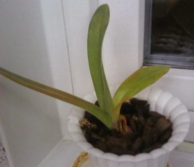 Лот: 11865659. Фото: 1. Орхидея пафиопедилум (башмачёк... Горшечные растения и комнатные цветы