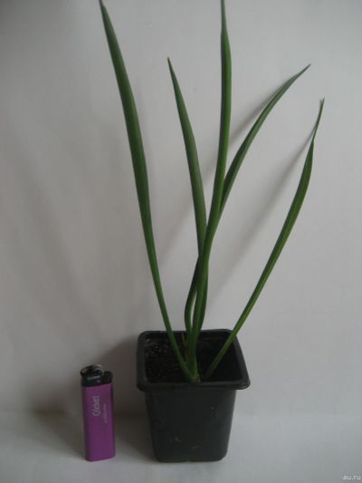 Лот: 341368. Фото: 1. Сансевиерия Дунери (Sansevieria... Горшечные растения и комнатные цветы