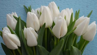 Лот: 16993368. Фото: 1. Тюльпаны оптом Darwi Snow Кемерово... Свежие цветы