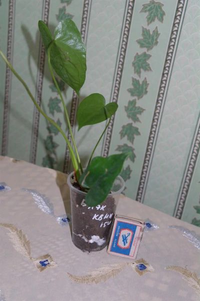 Лот: 2984610. Фото: 1. Антуриум Блек квин(черная королева... Горшечные растения и комнатные цветы