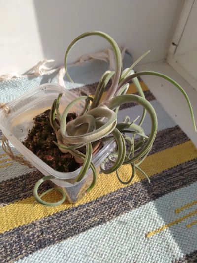 Лот: 10601231. Фото: 1. Тилландсия Голова Медузы... Tillandsia... Горшечные растения и комнатные цветы