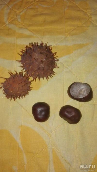 Лот: 8962111. Фото: 1. Каштан. Горшечные растения и комнатные цветы