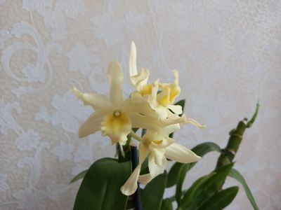 Лот: 17459956. Фото: 1. Дендробиум орхидея. Горшечные растения и комнатные цветы