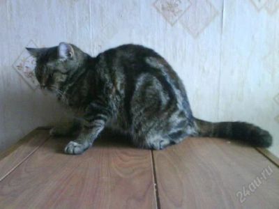 Лот: 928872. Фото: 1. Отдам с рубля шикарную Британскую... Остальные животные