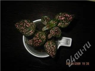 Лот: 81043. Фото: 1. Гипоэстес 1. Горшечные растения и комнатные цветы