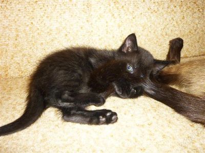 Лот: 2326982. Фото: 1. Котята британчики-полукровки. Кошки, котята