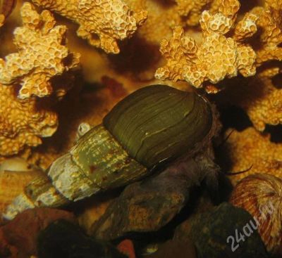 Лот: 346655. Фото: 1. Улитка Melanoides tuberculata... Моллюски, ракообразные, кораллы