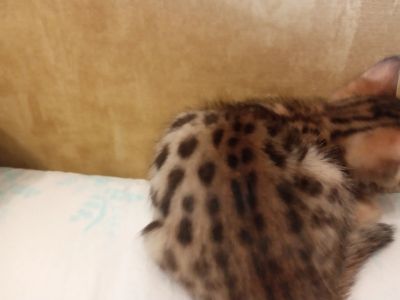 Лот: 17149441. Фото: 1. Кошечка Брынза 6.01.21 г.р. Кошки, котята