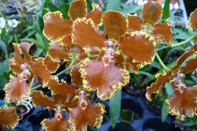 Лот: 2054680. Фото: 1. Орхидея Oncidium forbesii /Hesa... Горшечные растения и комнатные цветы